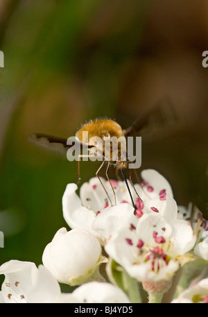 Bee fly Bombylius major, à l'aide de longue trompe pour se nourrir de nectar de poire, fleurs feuilles de saule Pyrus salicifolia 'Pendula' Banque D'Images