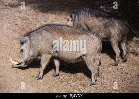 Phacochère, Phacochoerus aethiopicus, au zoo du réglage. Banque D'Images