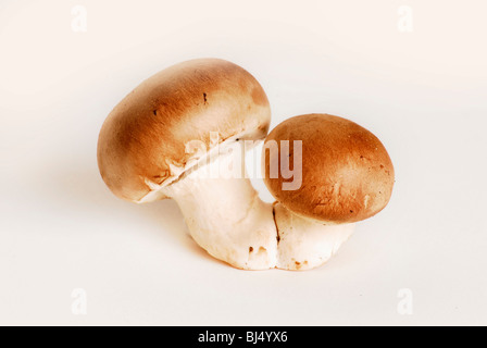 Champignons bruns Banque D'Images