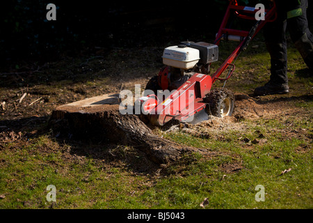 Souche d'arbre ponceuse crachant des une souche d'arbre Banque D'Images