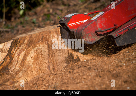 Souche d'arbre ponceuse crachant des une souche d'arbre Banque D'Images