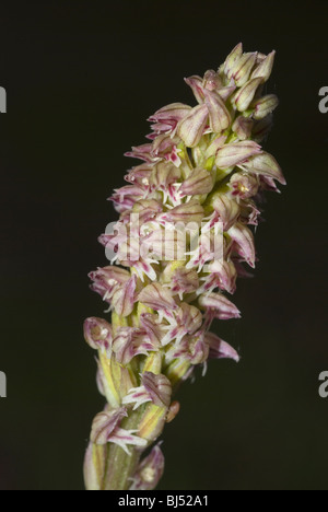 Dense-Flowered Orchid (Neotinea maculata) ou l'Irlandais d'orchidée. Banque D'Images