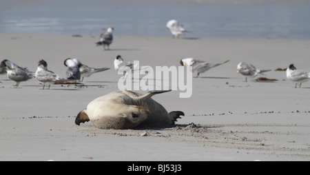 Lion de mer australien reposant sur une plage avec de sternes dans l'arrière-plan Banque D'Images