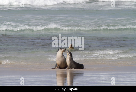 Deux lions de mer australiens jouant sur une plage Banque D'Images