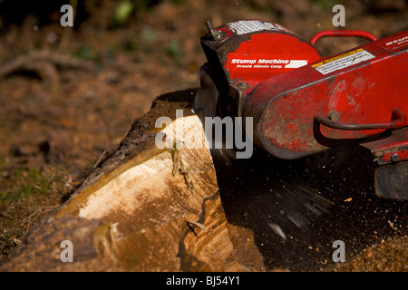 Souche d'arbre ponceuse crachant des une souche d'arbre Banque D'Images