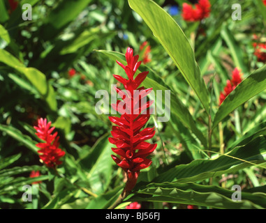 Alpinia purpurata gingembre rouge (fleurs), Sainte-Lucie, Lesser Antilles, Caribbean Banque D'Images