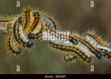 Les chenilles de la nervation noire papillon blanc (Aporia crataegi) Banque D'Images