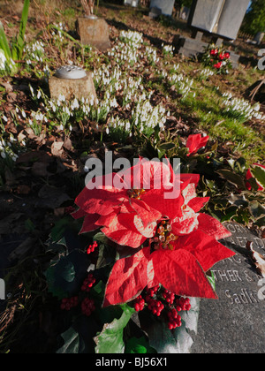 Un groupe de perce-neige dans un cimetière Banque D'Images