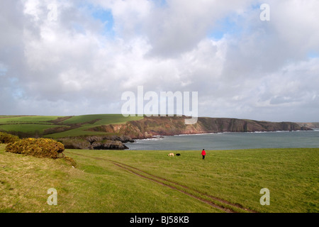 La promenade du chien sur la falaise au-dessus de Barafundle Bay, Pembrokeshire, Pays de Galles, Royaume-Uni Banque D'Images