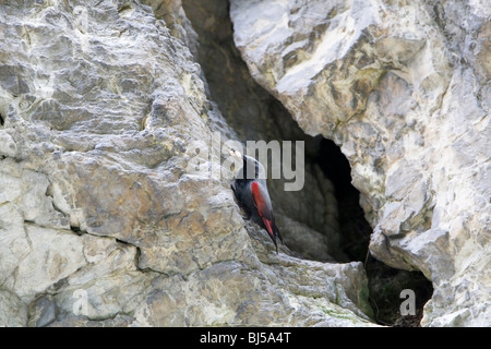 Wallcreeper (Tichodromadidae) avec grub dans le bec rock face Banque D'Images