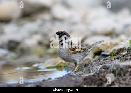 Canard souchet (Passer) momtanus perching par eau eau potable Banque D'Images