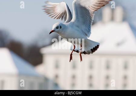 Mouette en face du Palais de Nymphenburg à Munich, Allemagne. Banque D'Images