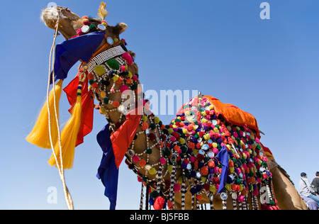 Camel décorées de façon traditionnelle. Jaisalmer Desert Festival. Le Rajasthan. L'Inde Banque D'Images