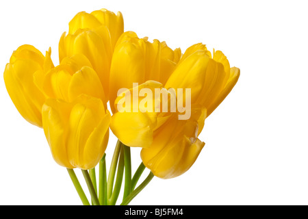 Tulipes printemps isolé sur un fond blanc, pur Banque D'Images