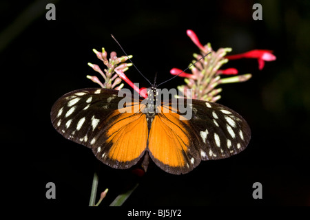 Papillon de la Tiger Longwing Veragua Rainforest près de Limon, Costa Rica. Banque D'Images