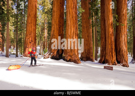 Skieur d'arrière-pays au groupe Parker de séquoias géants, Giant Forest, Sequoia National Park, Californie Banque D'Images