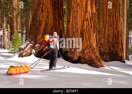 Skieur d'arrière-pays au groupe Parker de séquoias géants, Giant Forest, Sequoia National Park, Californie Banque D'Images