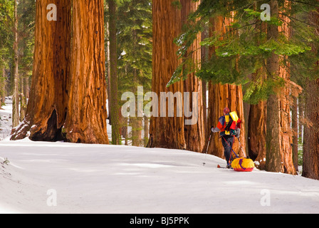 Skieur d'arrière-pays au groupe Parker de séquoias géants, Giant Forest, Sequoia National Park, Californie Banque D'Images