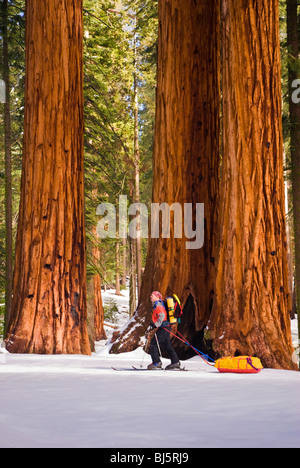 Skieur d'arrière-pays au groupe Parker de séquoias géants, Giant Forest, Sequoia National Park, Californie Banque D'Images