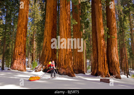 Skieur d'arrière-pays au groupe Parker de séquoias géants, Giant Forest, Sequoia National Park, Californie Banque D'Images