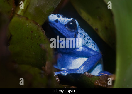 Blue Poison Frog (Dendrobates azureus) Poison dart frog menacées belle, mais mortel Banque D'Images