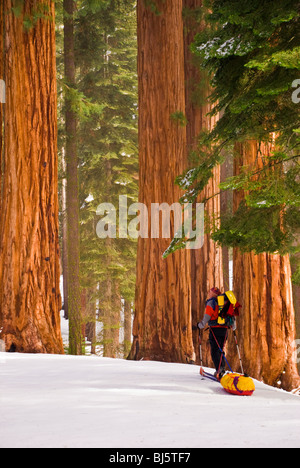 Skieur d'arrière-pays au groupe Parker de séquoias géants, Giant Forest, Sequoia National Park, Californie Banque D'Images