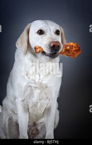 Labrador retriever blanc avec poulet rôti jambe dans la bouche sur fond gris. Banque D'Images