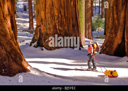 Skieur d'arrière-pays au groupe Parker de séquoias géants, Giant Forest, Sequoia National Park, Californie Banque D'Images