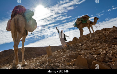 Des chameaux dans le désert du Sinaï égyptien avec les nuages dans un ciel bleu Banque D'Images