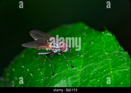 sauterelle Banque D'Images