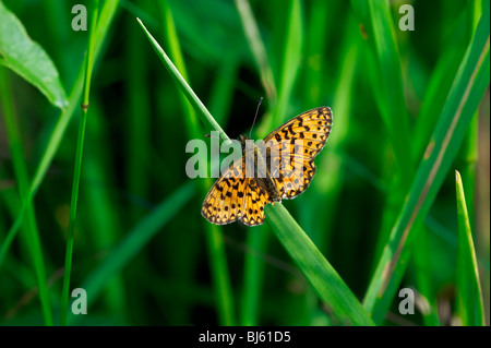 Un papillon est le nom de plusieurs groupes de jour principalement-insectes volants de l'ordre des Lépidoptères (papillons). Banque D'Images