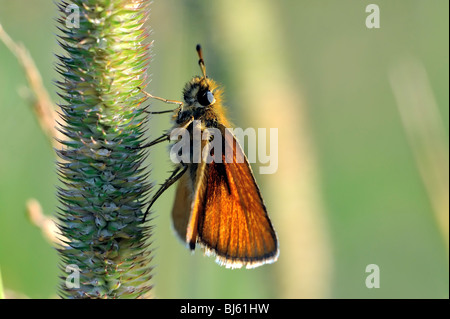 Un papillon est le nom de plusieurs groupes de jour principalement-insectes volants de l'ordre des Lépidoptères (papillons). Banque D'Images