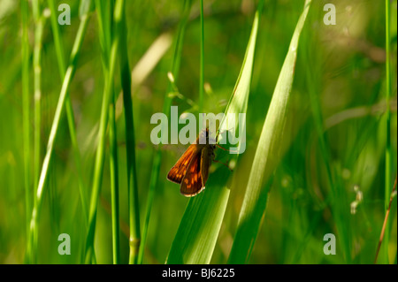 Un papillon est le nom de plusieurs groupes de jour principalement-insectes volants de l'ordre des Lépidoptères (papillons). Banque D'Images