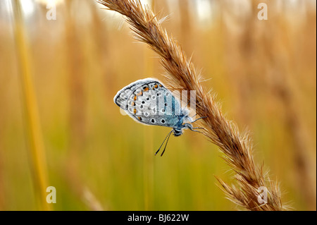 Macro d'insectes, de la Russie, dans la région de Moscou Banque D'Images