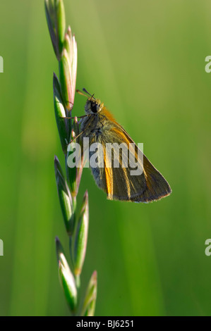 Un papillon est le nom de plusieurs groupes de jour principalement-insectes volants de l'ordre des Lépidoptères (papillons). Banque D'Images