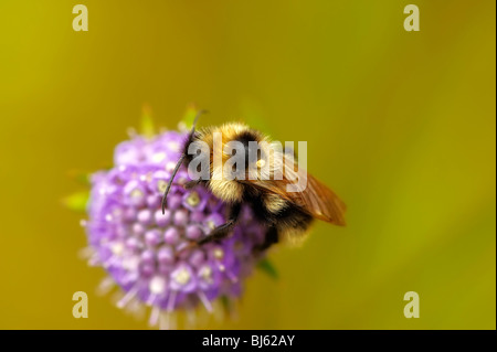 Macro d'insectes, de la Russie, dans la région de Moscou Banque D'Images