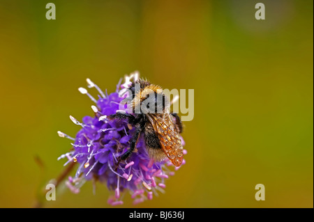 Macro d'insectes, de la Russie, dans la région de Moscou Banque D'Images