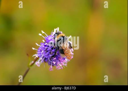 Macro d'insectes, de la Russie, dans la région de Moscou Banque D'Images