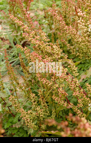 Port Dock, rumex rupestris Banque D'Images