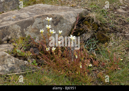 Saxifrage à feuilles opposées, Saxifraga hypnoides moussu Banque D'Images