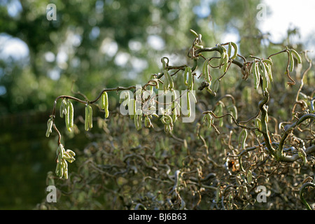 Corkscrew Hazel chatons, Corylus avellana 'Contorta', Bétulacées Banque D'Images