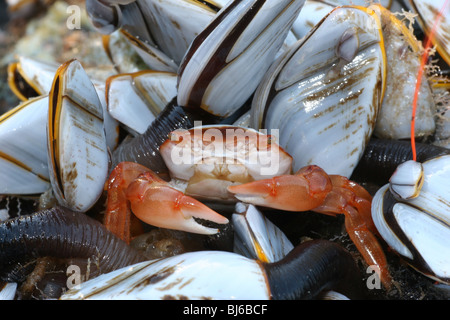 Crabe Columbus . Planes minutus. Échoués sur bouquet d'oie commune d'anatifes Lepas anatifera,. Banque D'Images