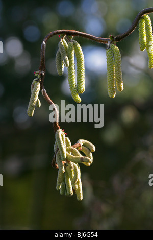 Corkscrew Hazel chatons, Corylus avellana 'Contorta', Bétulacées Banque D'Images