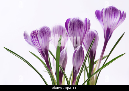 Famille de fleurs à rayures ; crocus isolé sur fond blanc Banque D'Images