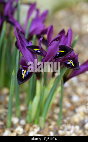 Iris histrioides 'George', Iridaceae Banque D'Images