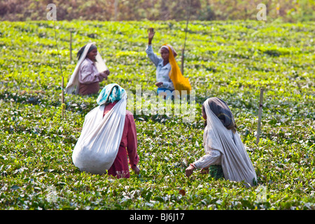 Champs de thé Darjeeling en Inde Banque D'Images