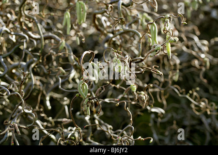 Corkscrew Hazel chatons, Corylus avellana 'Contorta', Bétulacées Banque D'Images