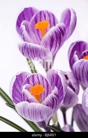 Purple crocus à rayures isolé sur fond blanc Banque D'Images
