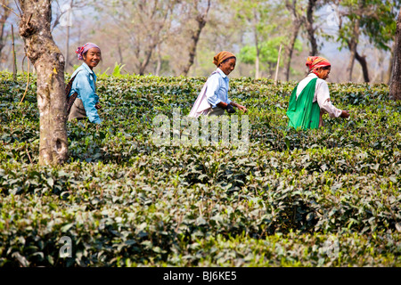 Champs de thé Darjeeling en Inde Banque D'Images