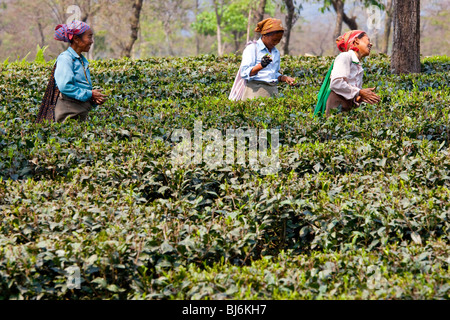 Champs de thé Darjeeling en Inde Banque D'Images